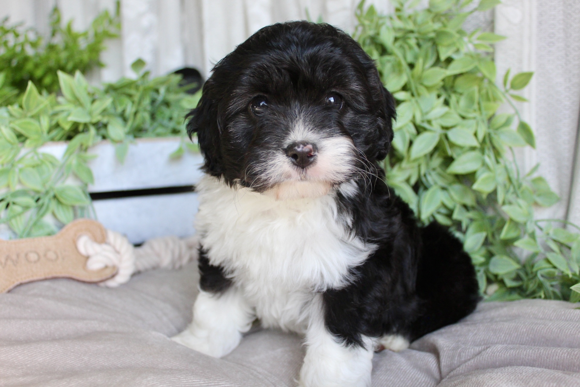 Black and white sales cavoodle puppy