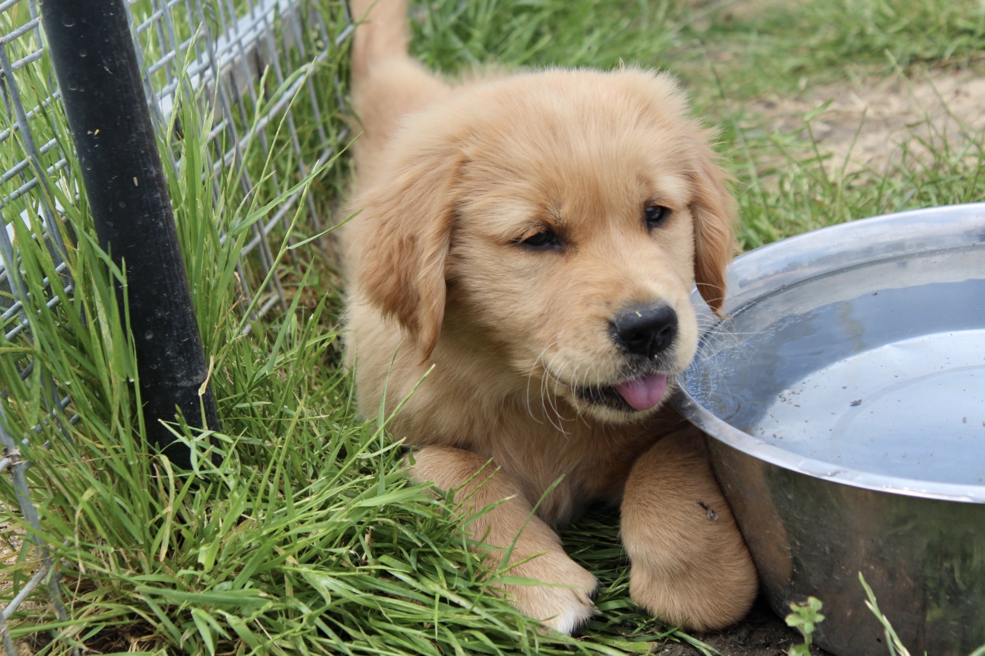 Golden Retriever Puppy