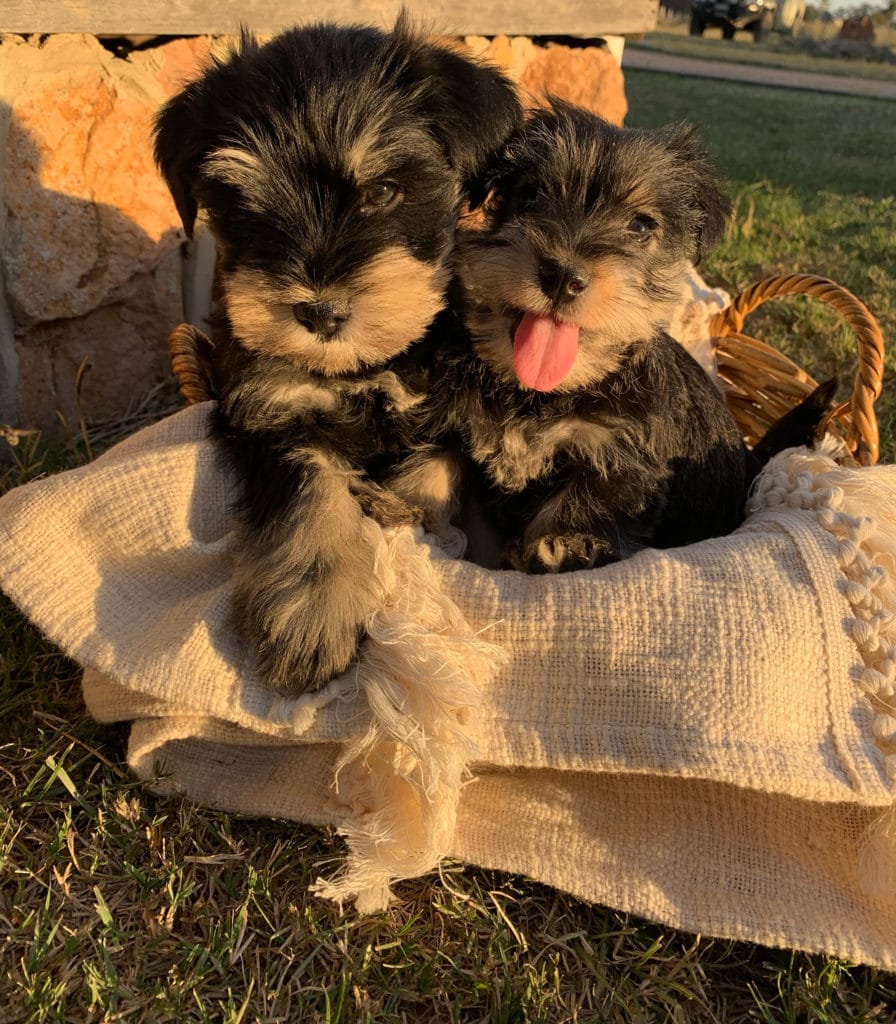 Schnauzer Miniature Puppies for Sale