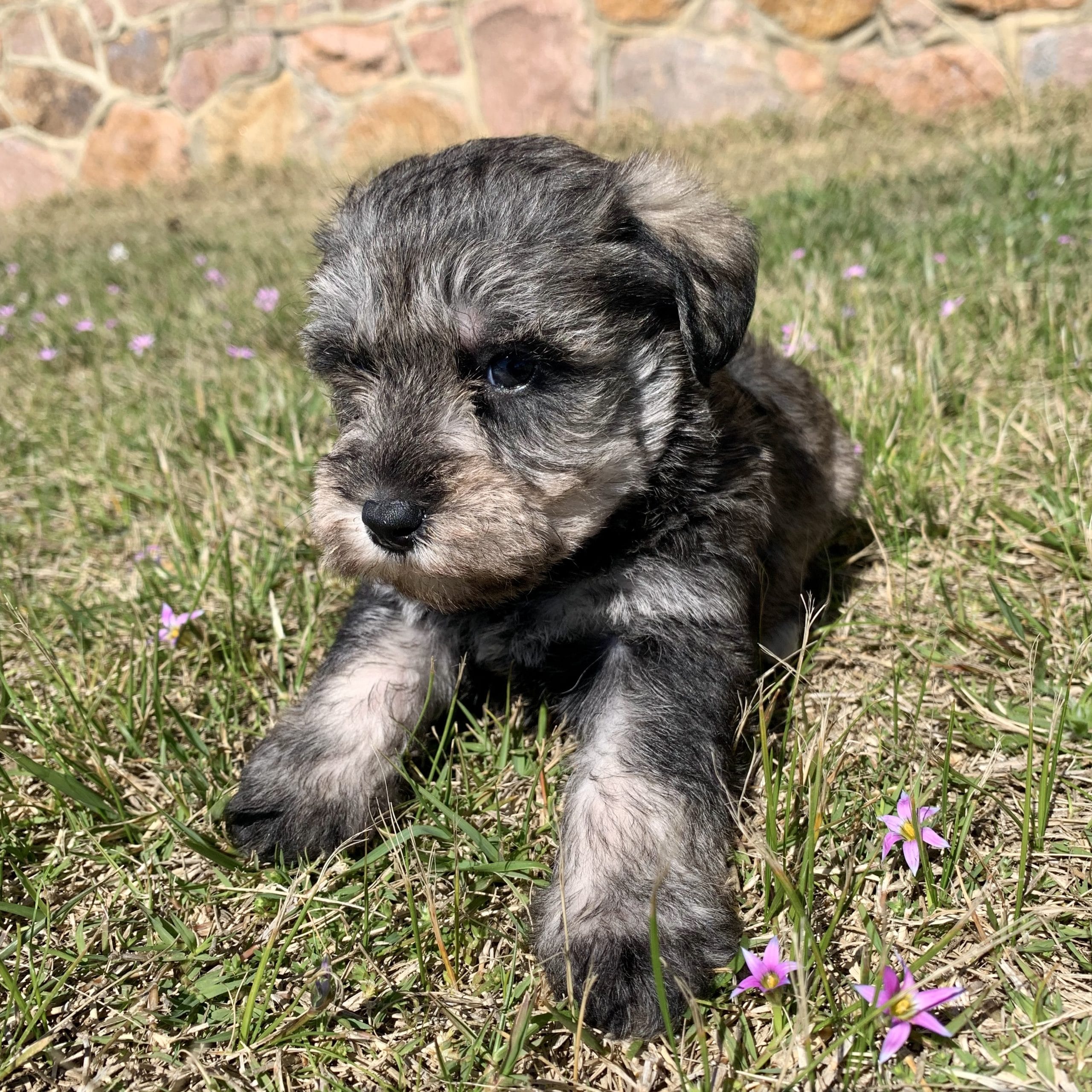 Schnoodle Puppy