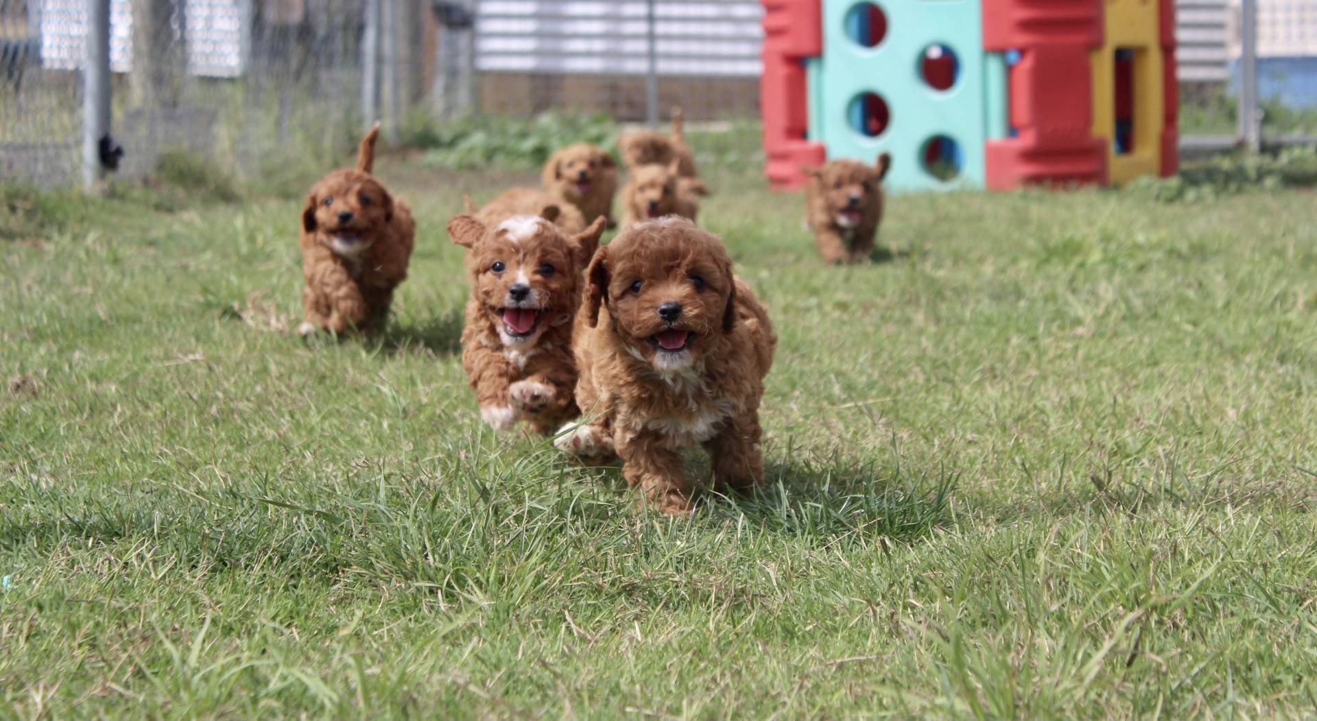 Wellington park boarding kennels sale