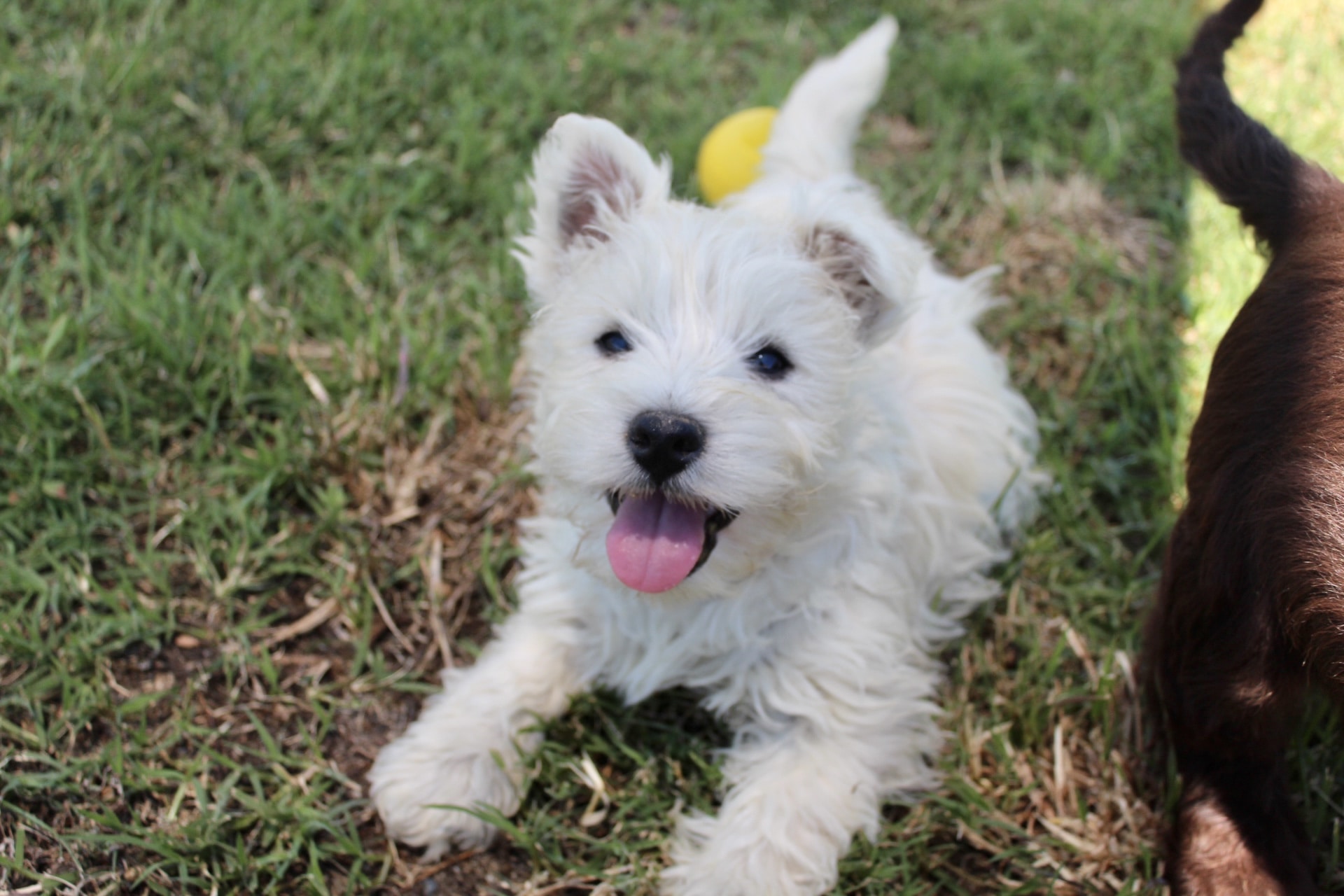 West Highland Terriers